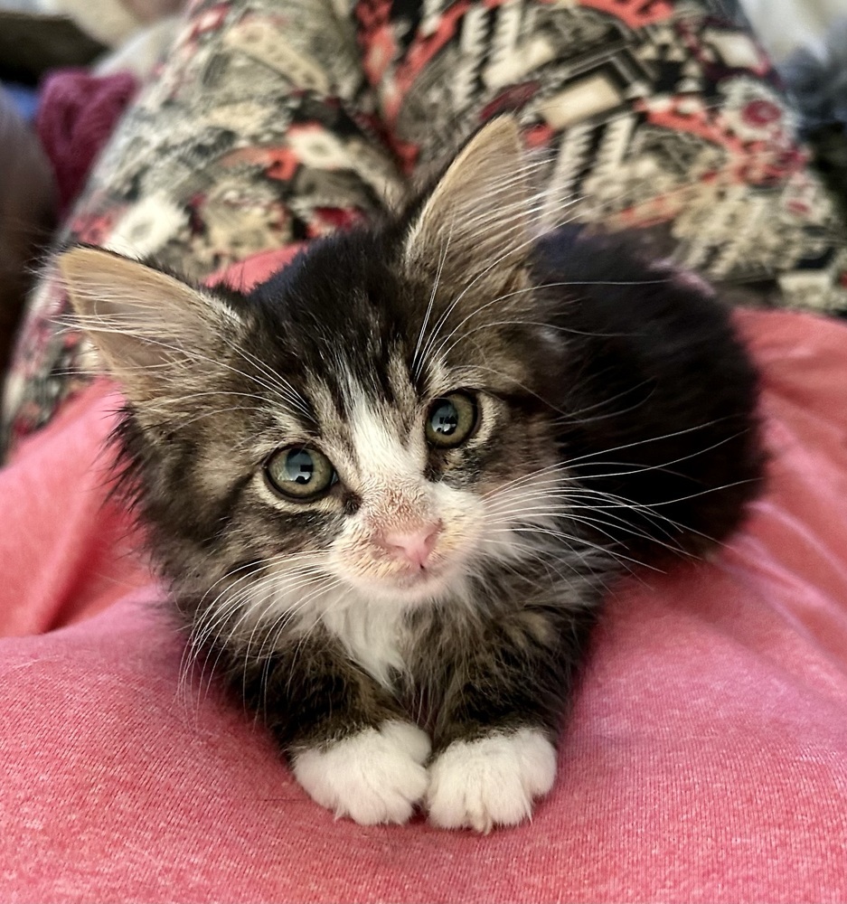 Meeshka, an adoptable Domestic Medium Hair in Moses Lake, WA, 98837 | Photo Image 2
