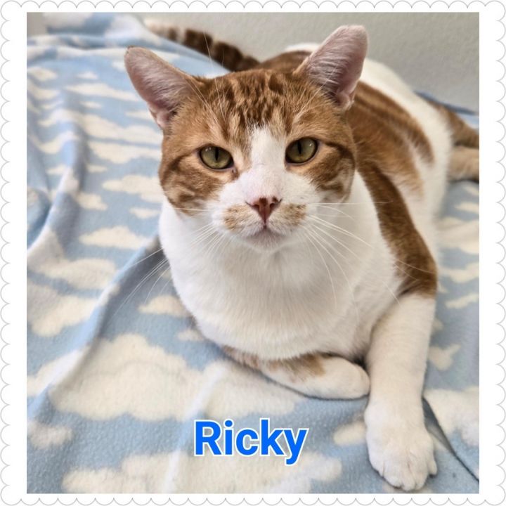 Ricky 6