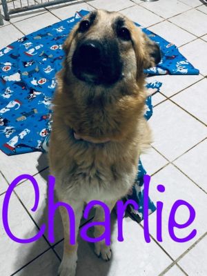 Charlie