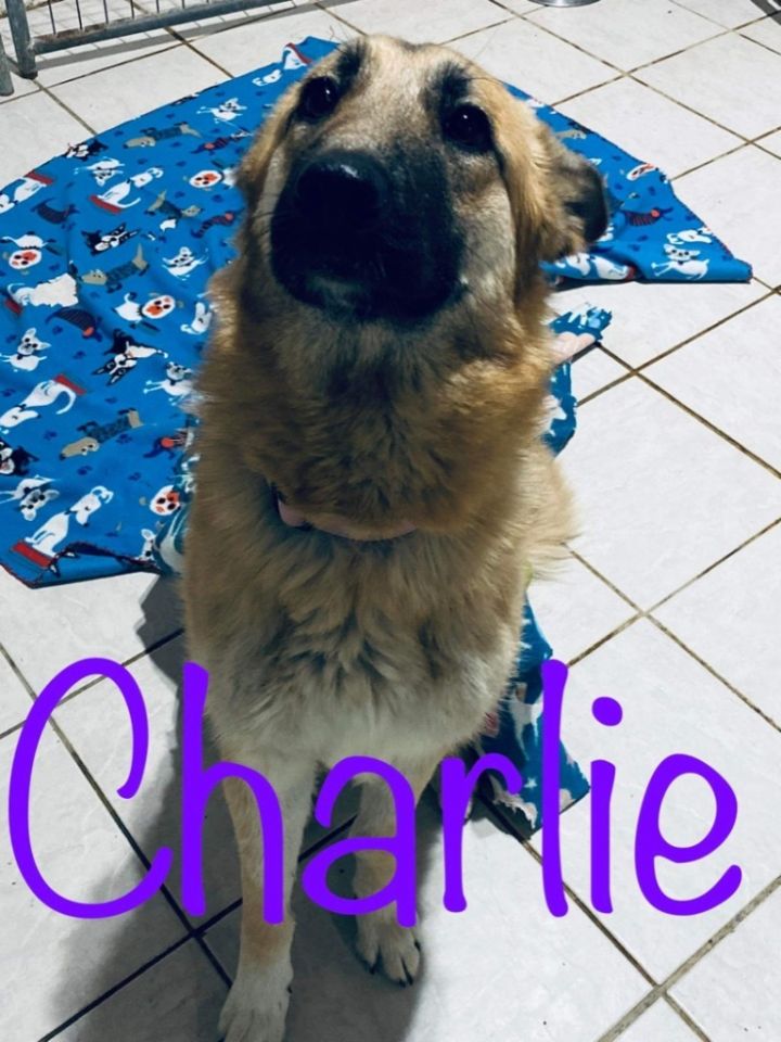Charlie 1