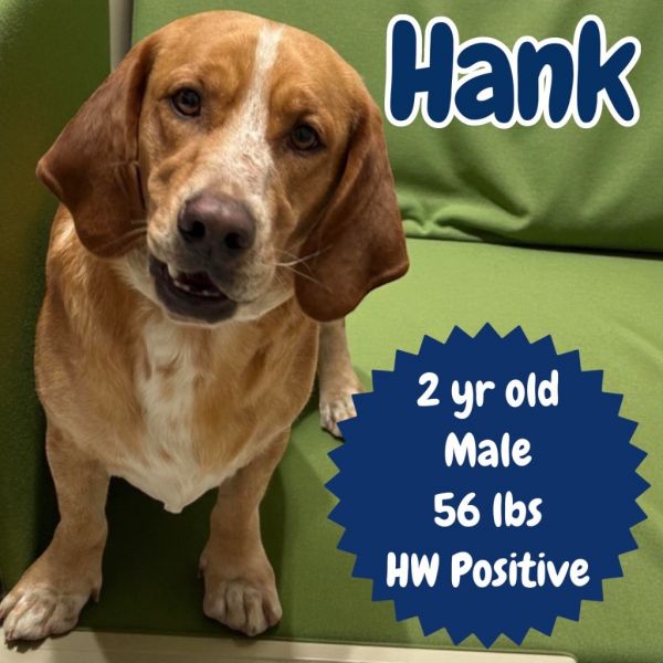 Hank
