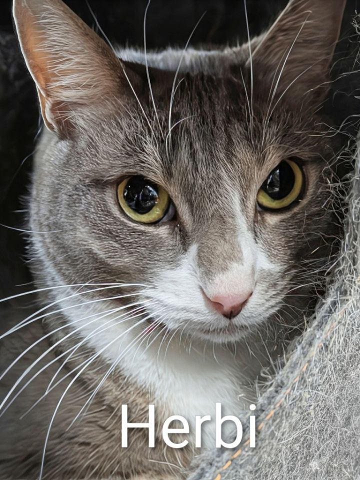 Herbi 1