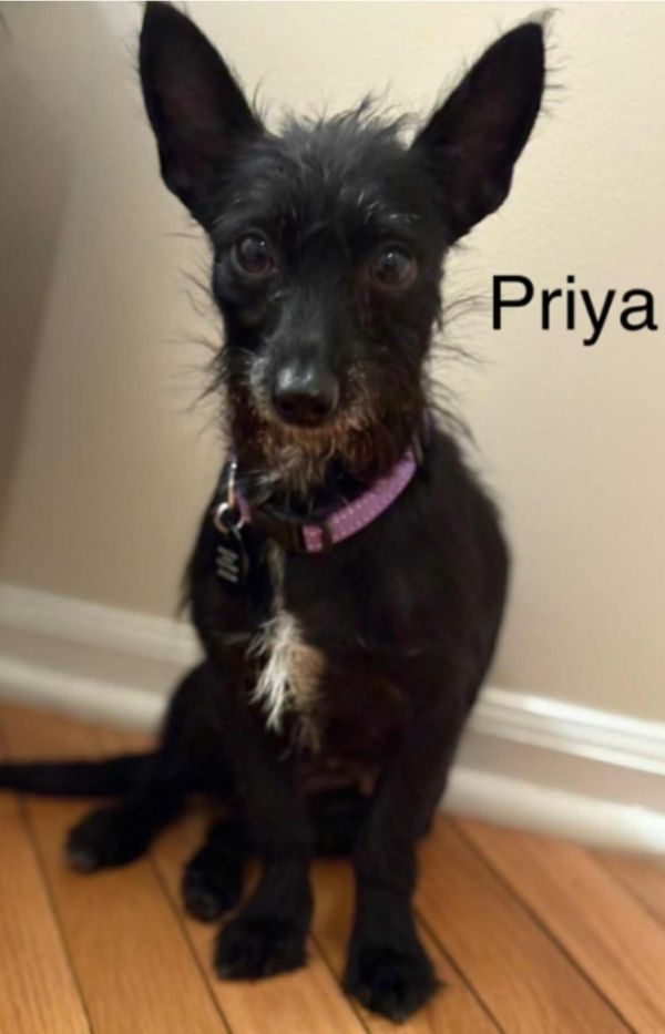 Priya thumbnail 2