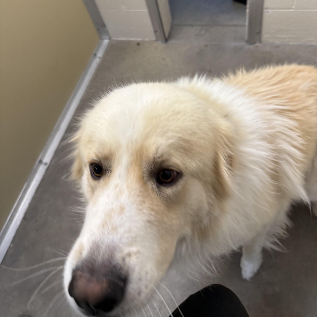 Samuel, an adoptable Great Pyrenees in Cody, WY, 82414 | Photo Image 1