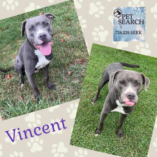 Vincent photo 1