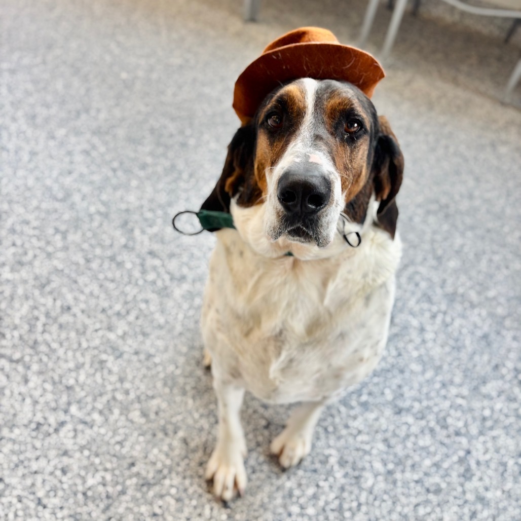 Pluto, an adoptable Foxhound, Mixed Breed in Great Falls, MT, 59404 | Photo Image 1