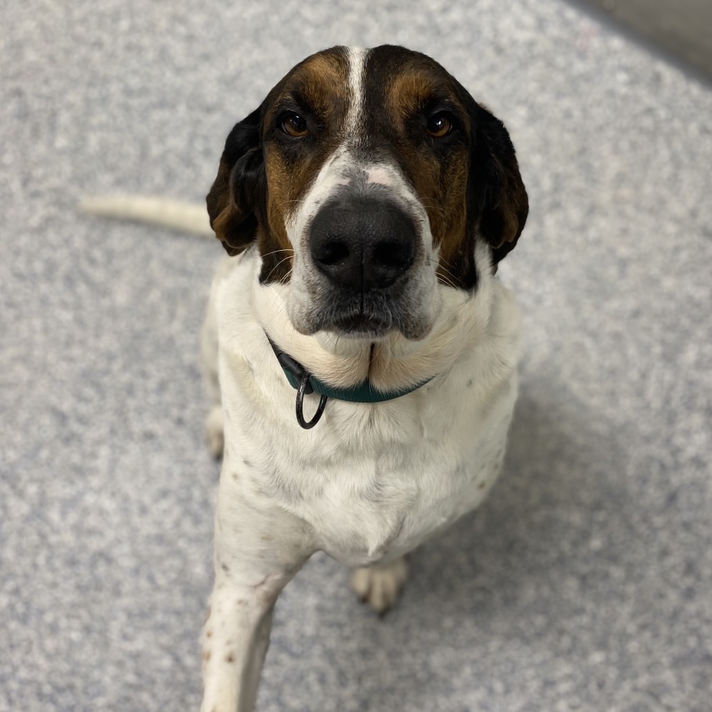 Pluto, an adoptable Foxhound, Mixed Breed in Great Falls, MT, 59404 | Photo Image 2
