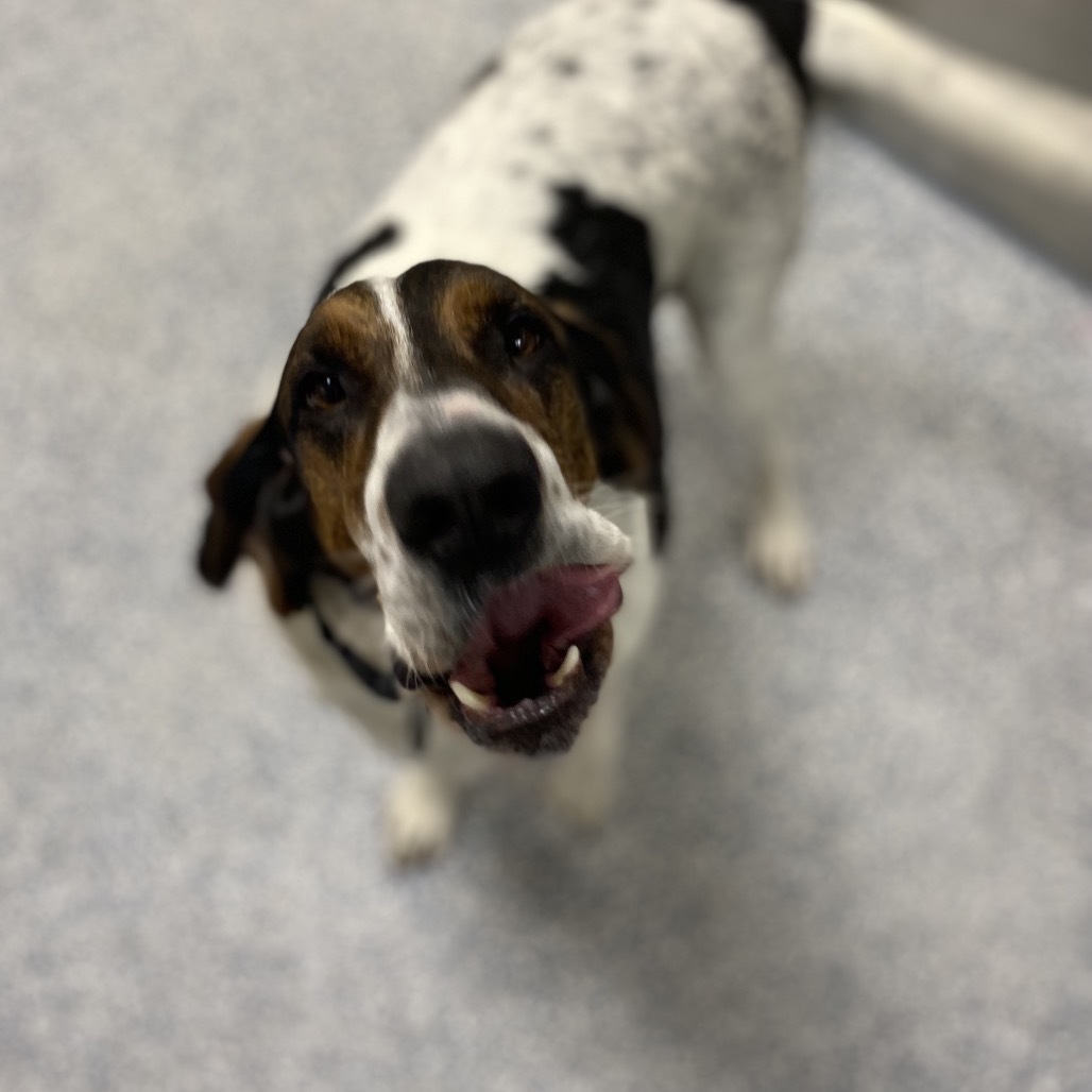 Pluto, an adoptable Foxhound, Mixed Breed in Great Falls, MT, 59404 | Photo Image 3