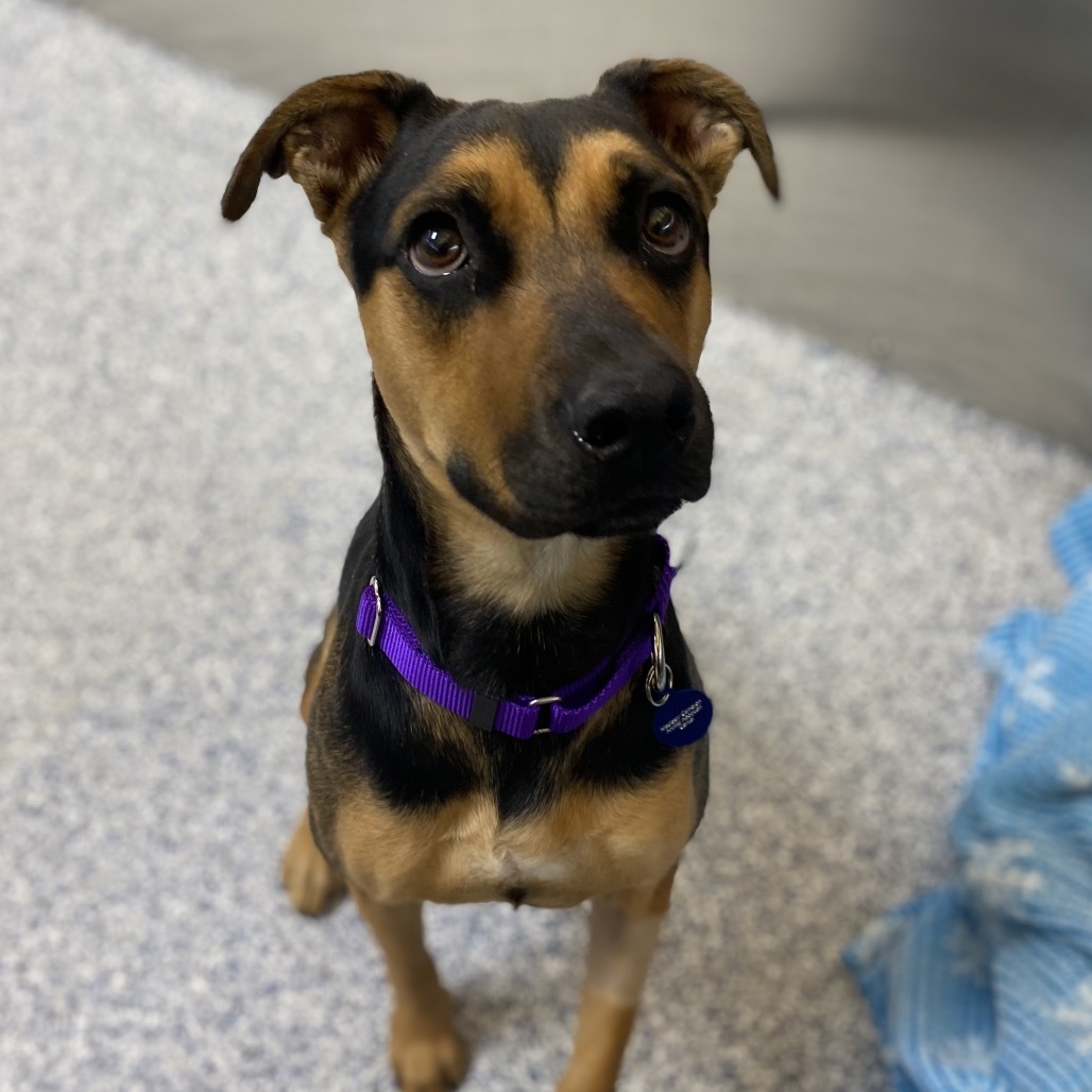Lakelyn, an adoptable Mixed Breed in Great Falls, MT, 59404 | Photo Image 1