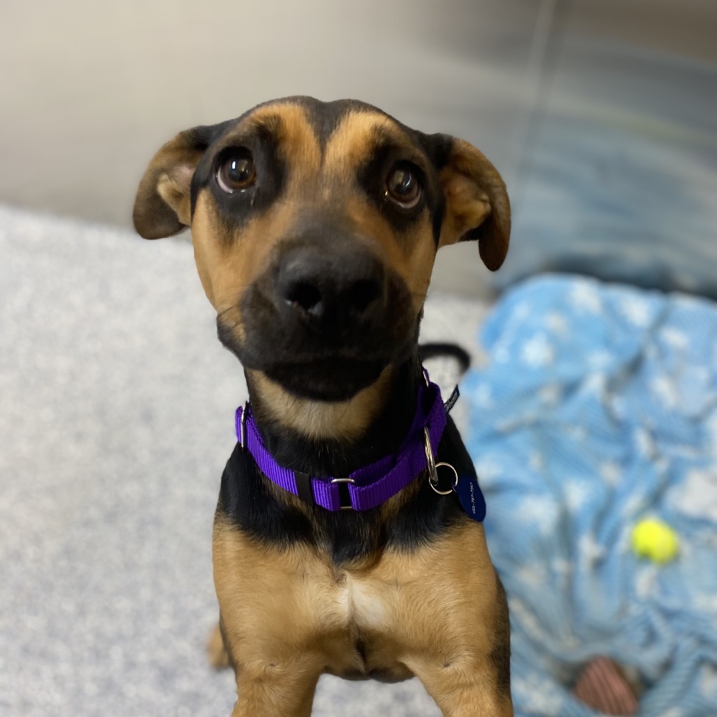 Lakelyn, an adoptable Mixed Breed in Great Falls, MT, 59404 | Photo Image 2