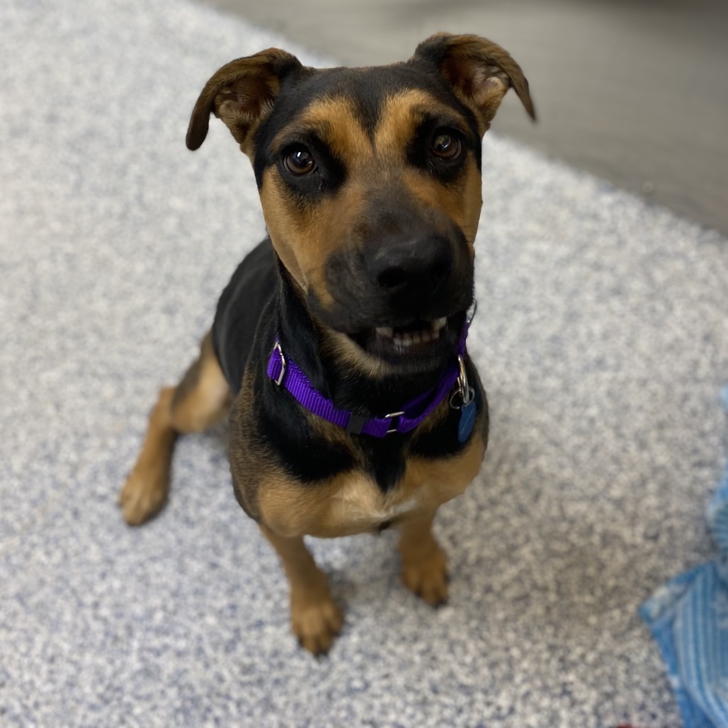 Lakelyn, an adoptable Mixed Breed in Great Falls, MT, 59404 | Photo Image 3