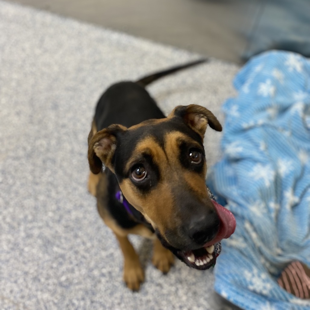 Lakelyn, an adoptable Mixed Breed in Great Falls, MT, 59404 | Photo Image 4