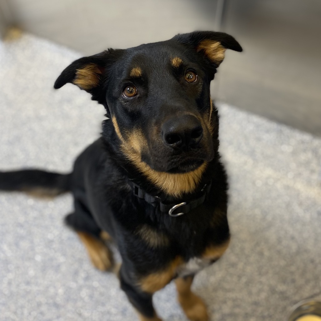 Asher, an adoptable German Shepherd Dog, Mixed Breed in Great Falls, MT, 59404 | Photo Image 2