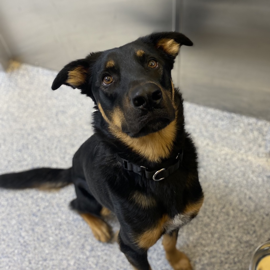 Asher, an adoptable German Shepherd Dog, Mixed Breed in Great Falls, MT, 59404 | Photo Image 3