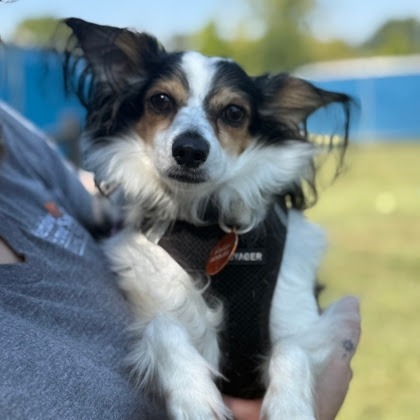 Parasol, an adoptable Papillon in Springboro, OH, 45066 | Photo Image 1