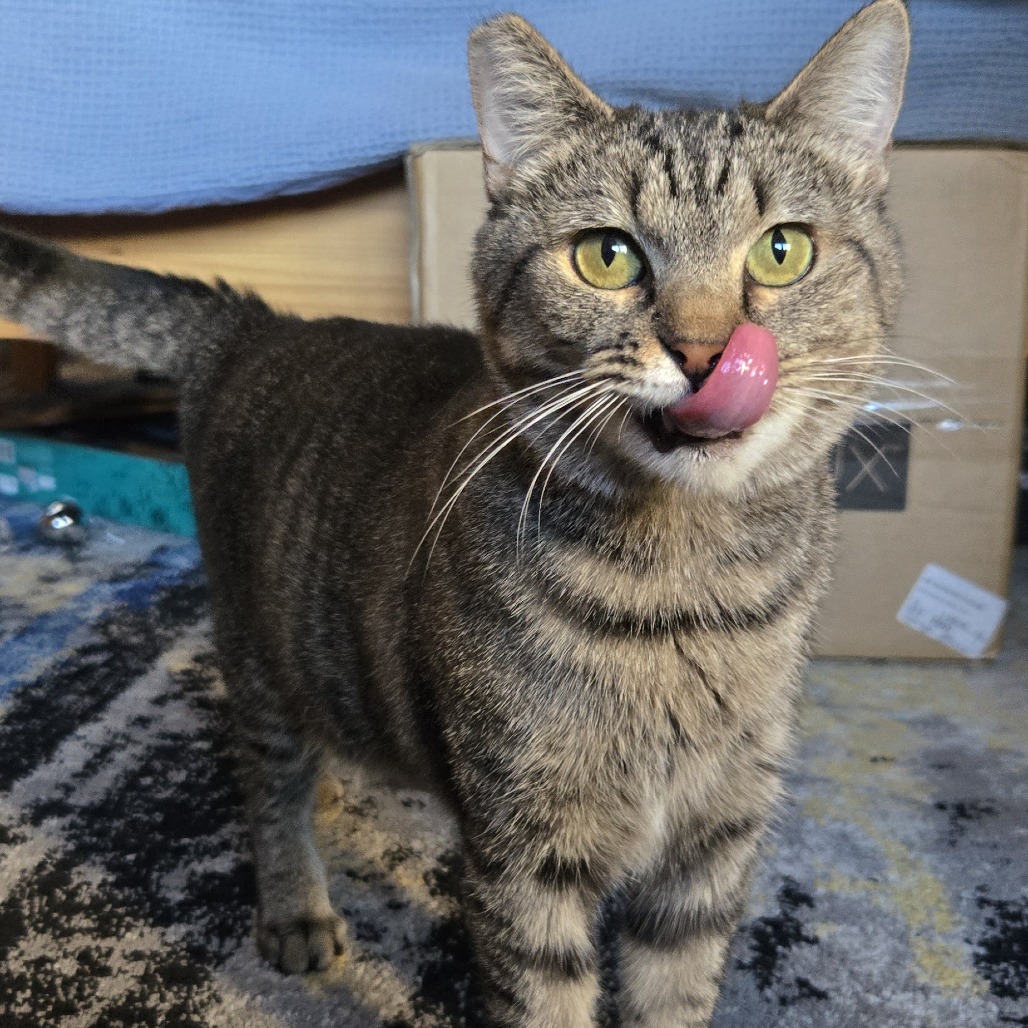 Tigress and Cubs - Tigress