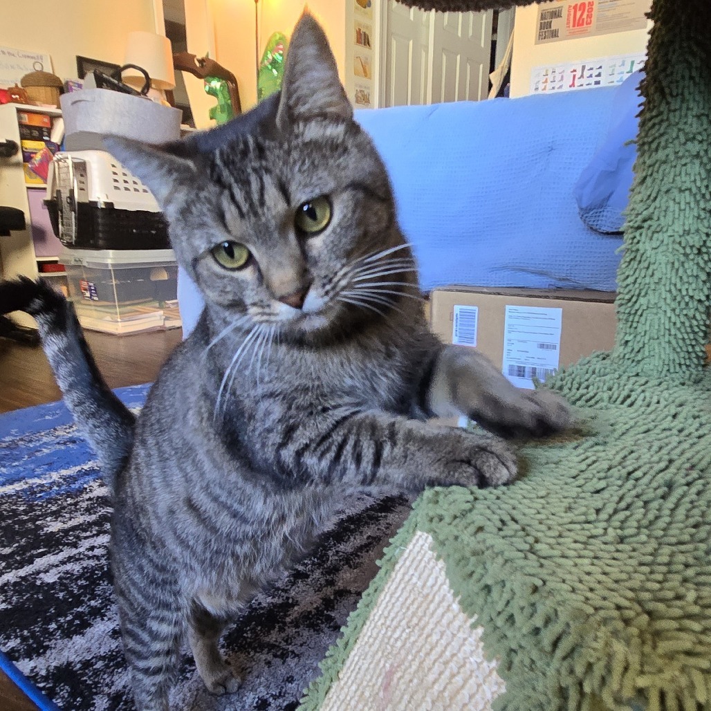 Tigress and Cubs - Tigress