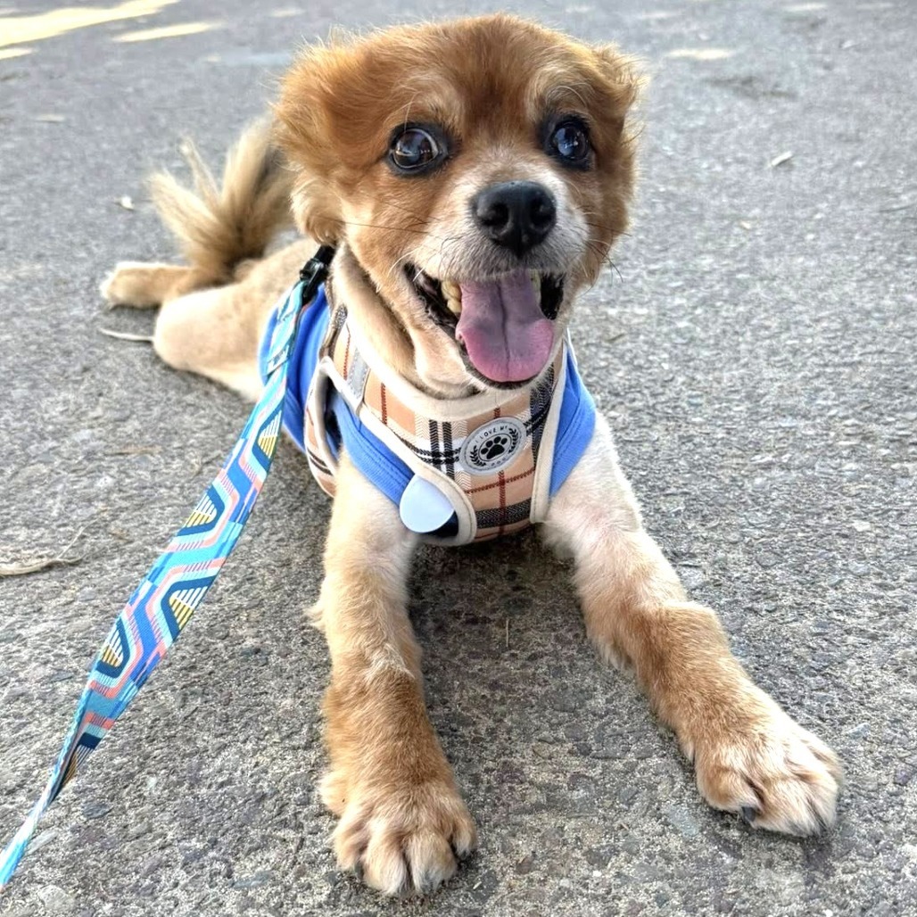 Bergen, an adoptable Spitz in Ramona, CA, 92065 | Photo Image 1