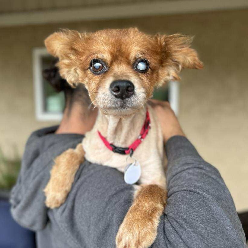 Bergen, an adoptable Spitz in Ramona, CA, 92065 | Photo Image 2