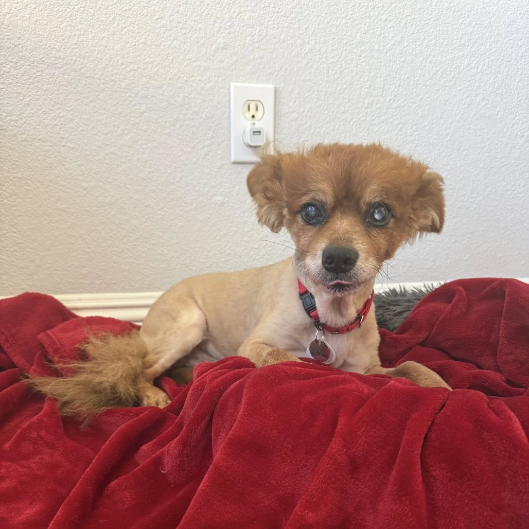 Bergen, an adoptable Spitz in Ramona, CA, 92065 | Photo Image 4