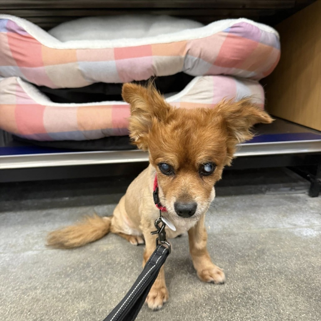 Bergen, an adoptable Spitz in Ramona, CA, 92065 | Photo Image 5