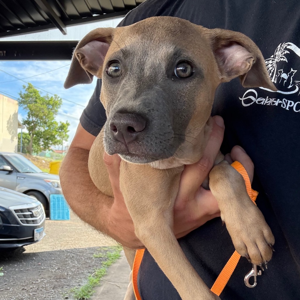 Lavender, an adoptable Terrier in Wahiawa, HI, 96786 | Photo Image 1