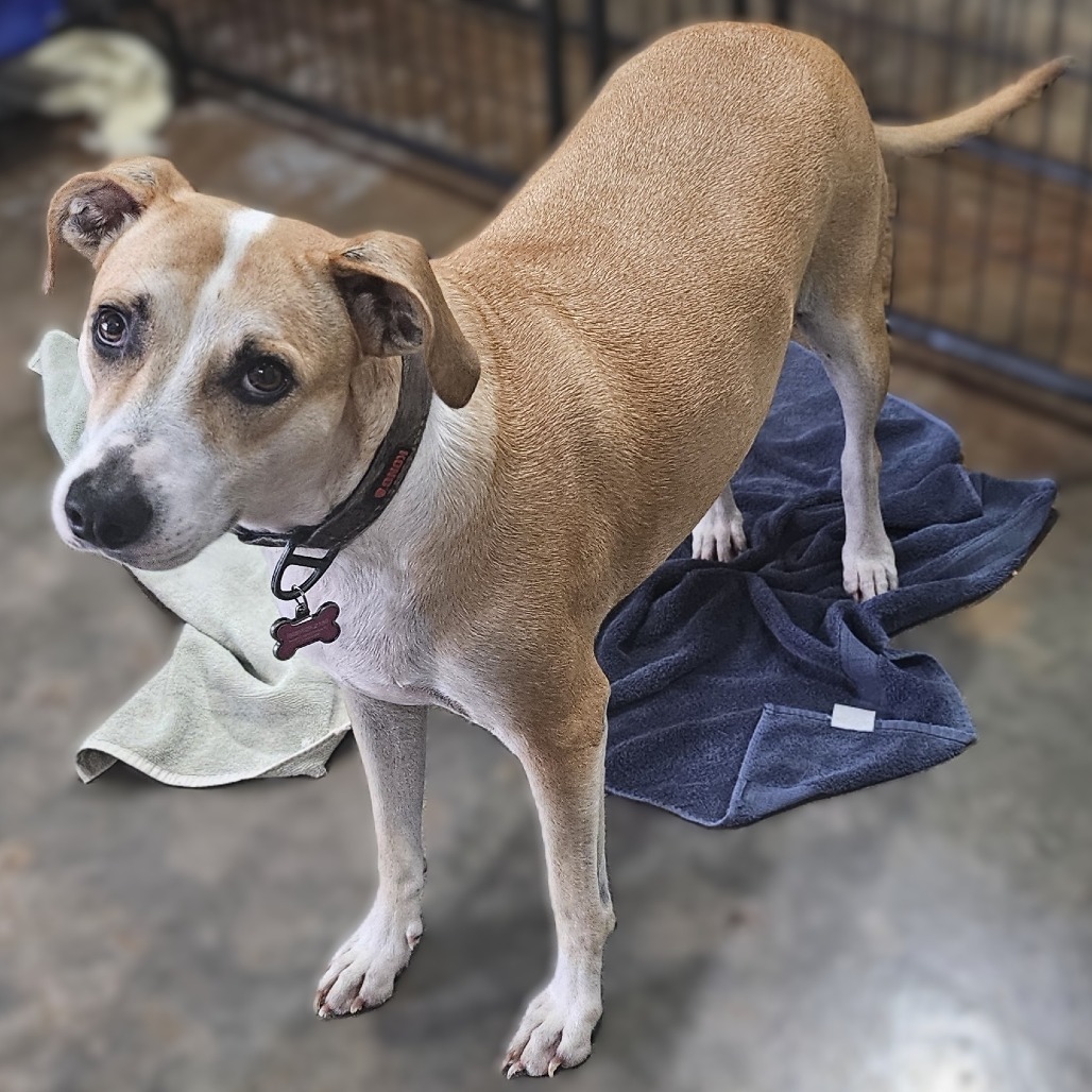 Lilo, an adoptable Labrador Retriever in Wahiawa, HI, 96786 | Photo Image 1