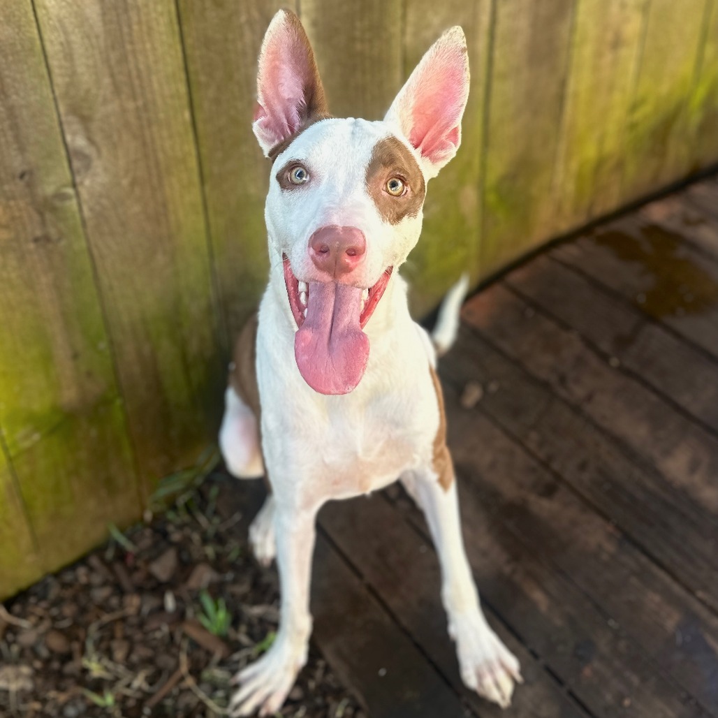 Miso, an adoptable Ibizan Hound, Mixed Breed in Wahiawa, HI, 96786 | Photo Image 1