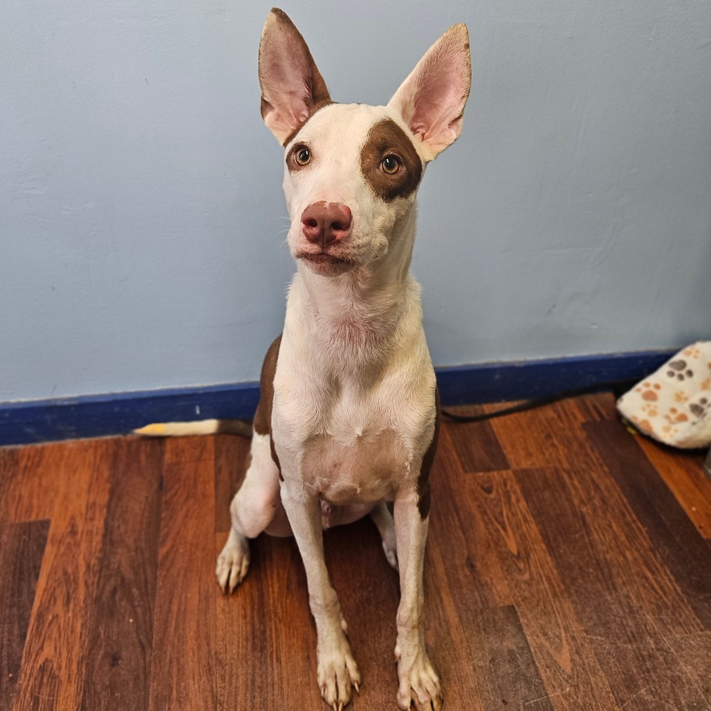 Miso, an adoptable Ibizan Hound, Mixed Breed in Wahiawa, HI, 96786 | Photo Image 2