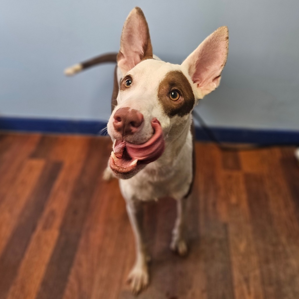 Miso, an adoptable Ibizan Hound, Mixed Breed in Wahiawa, HI, 96786 | Photo Image 3