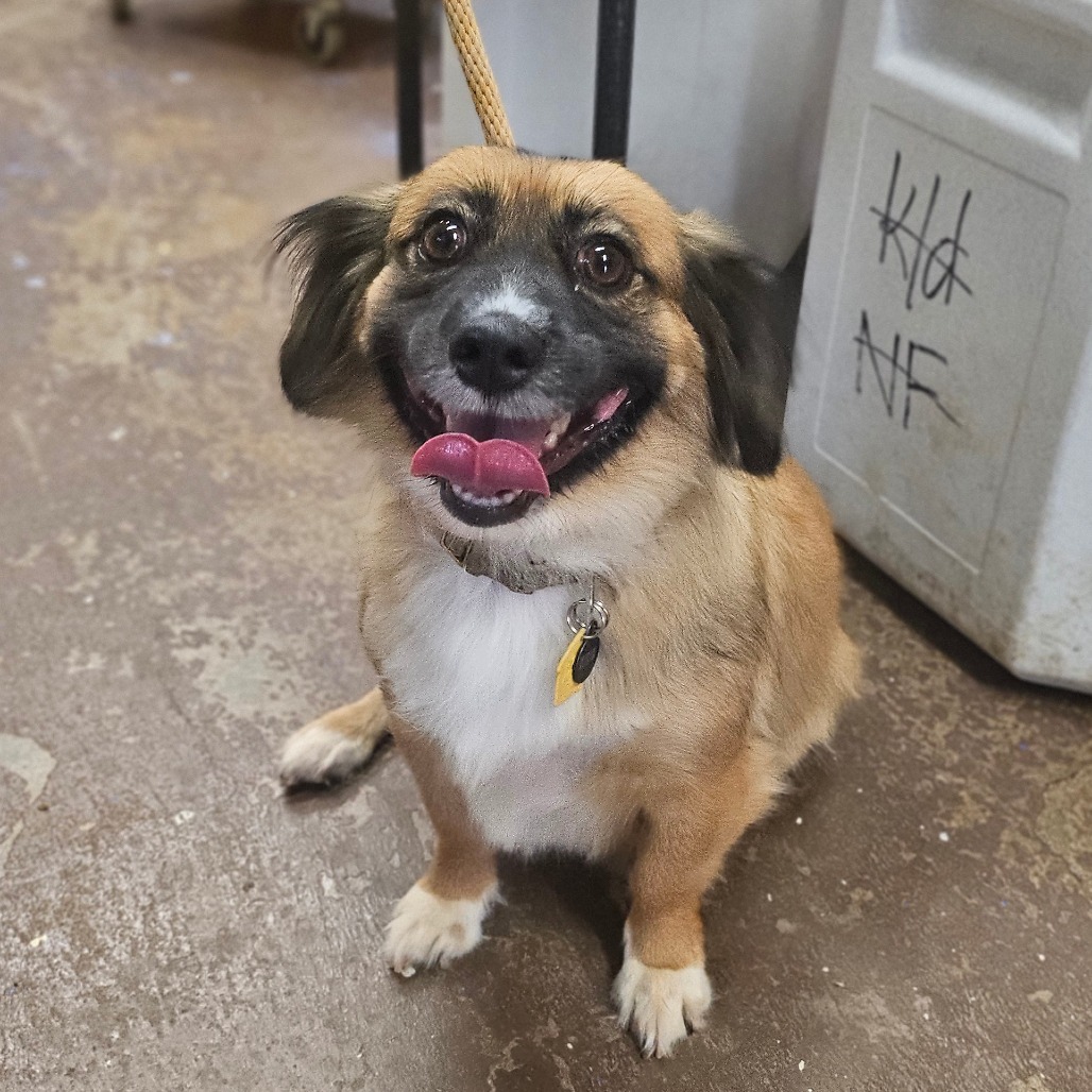 Mei Mei, an adoptable Jack Russell Terrier, Pomeranian in Wahiawa, HI, 96786 | Photo Image 1