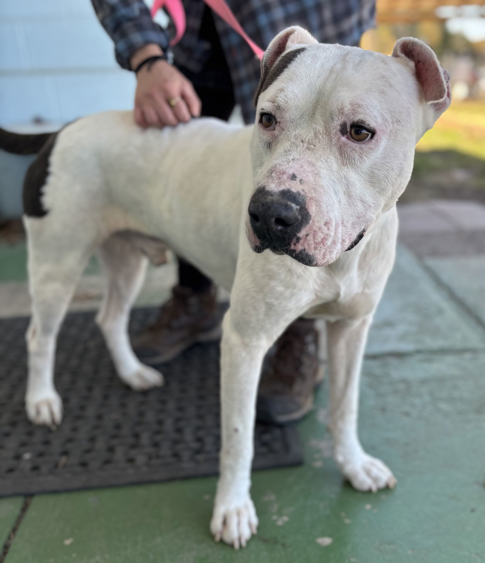 Spot: at the shelter