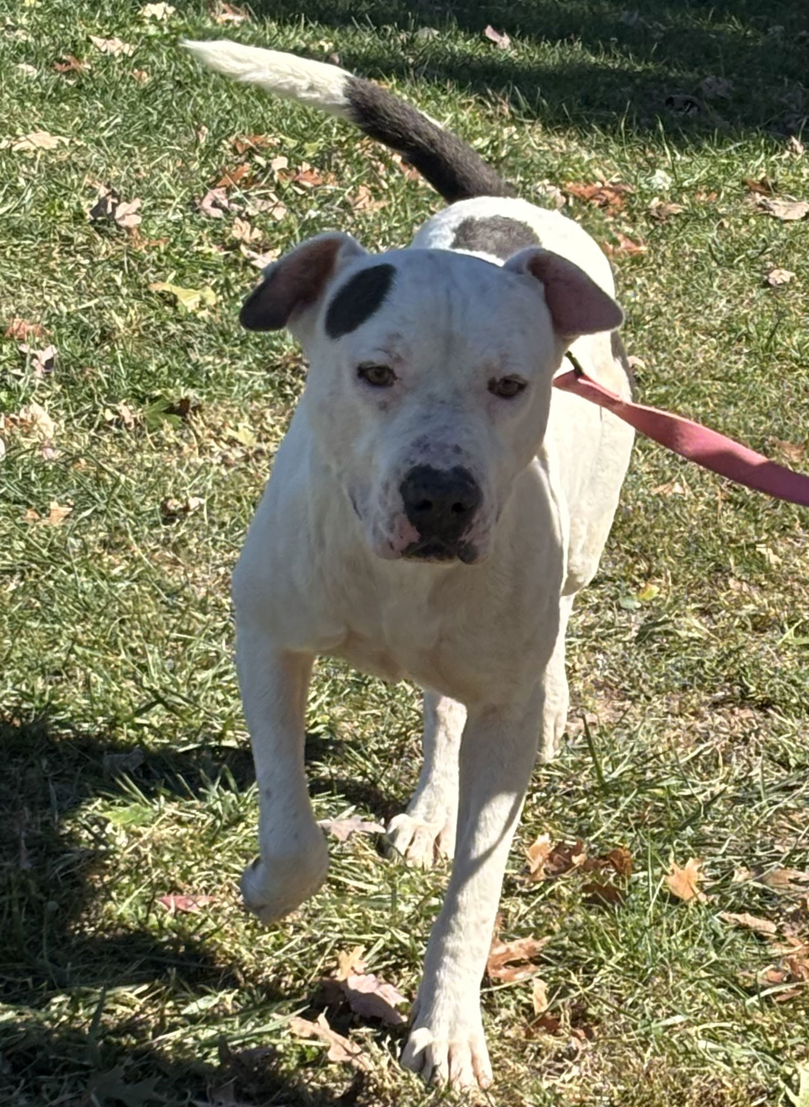 Spot: at the shelter