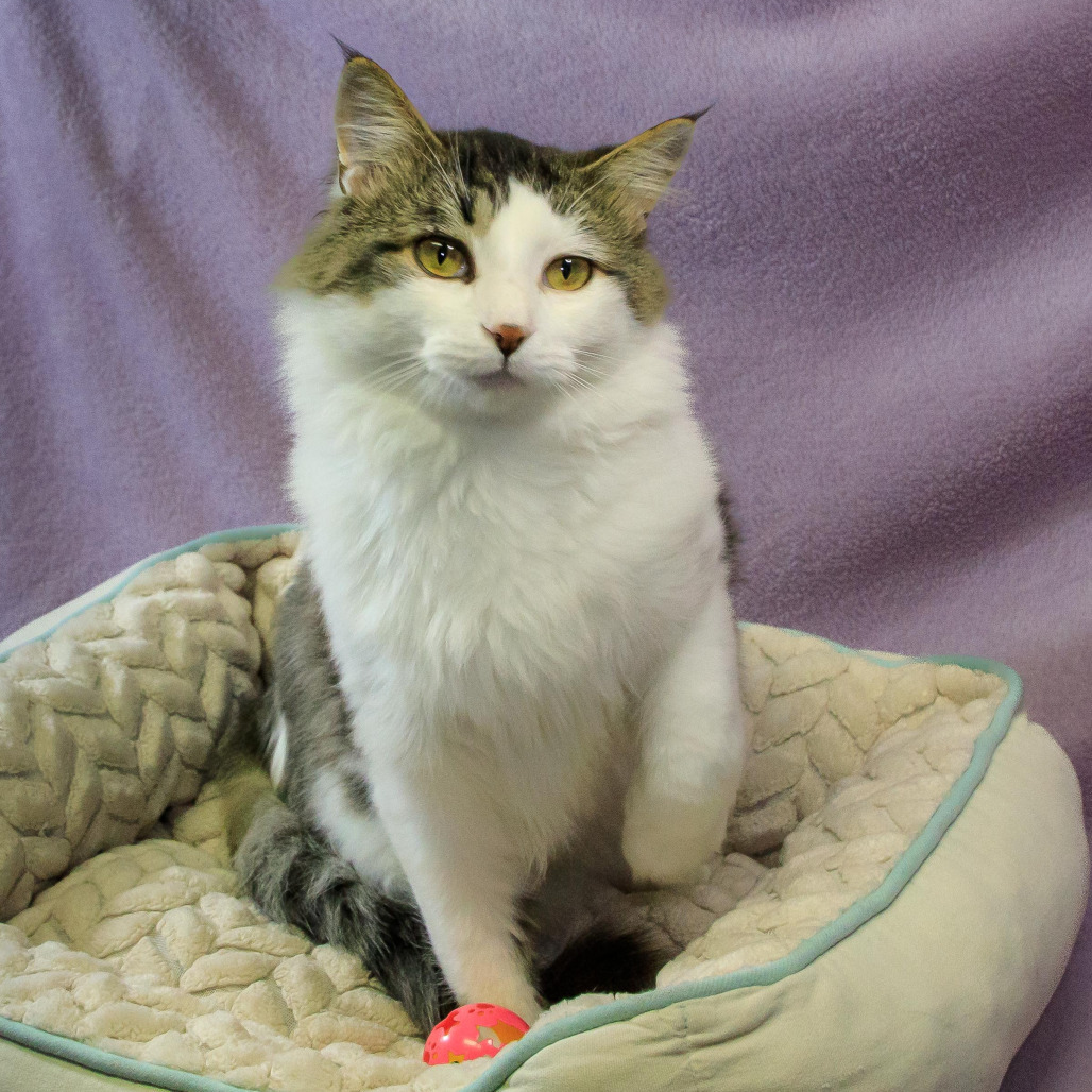 Appt. Pending - Simon