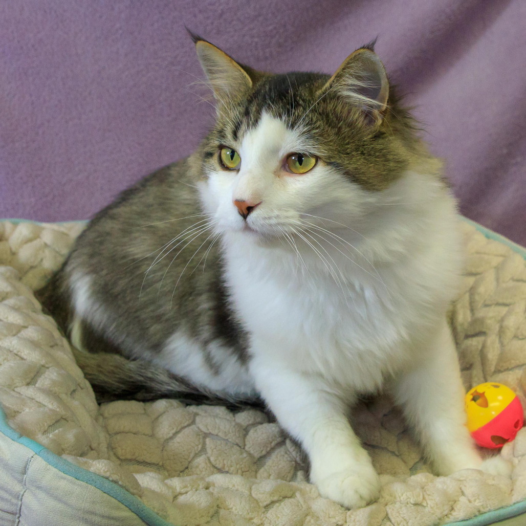 Appt. Pending - Simon