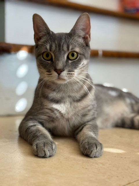 MOCHI