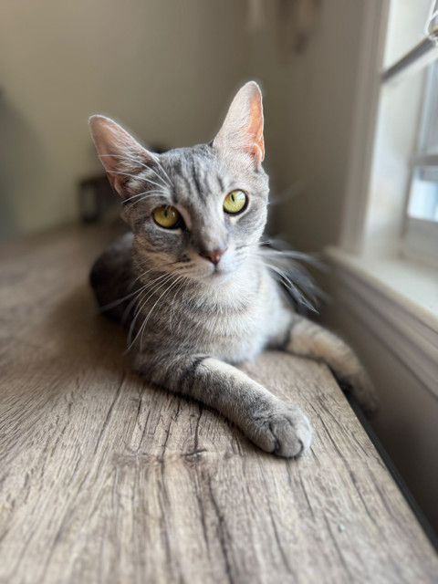 MOCHI