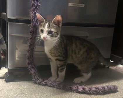 A Schmidt Petsmart James photo 1