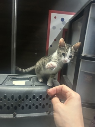 A Schmidt Petsmart James thumbnail 2