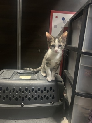 A Schmidt Petsmart James thumbnail 3