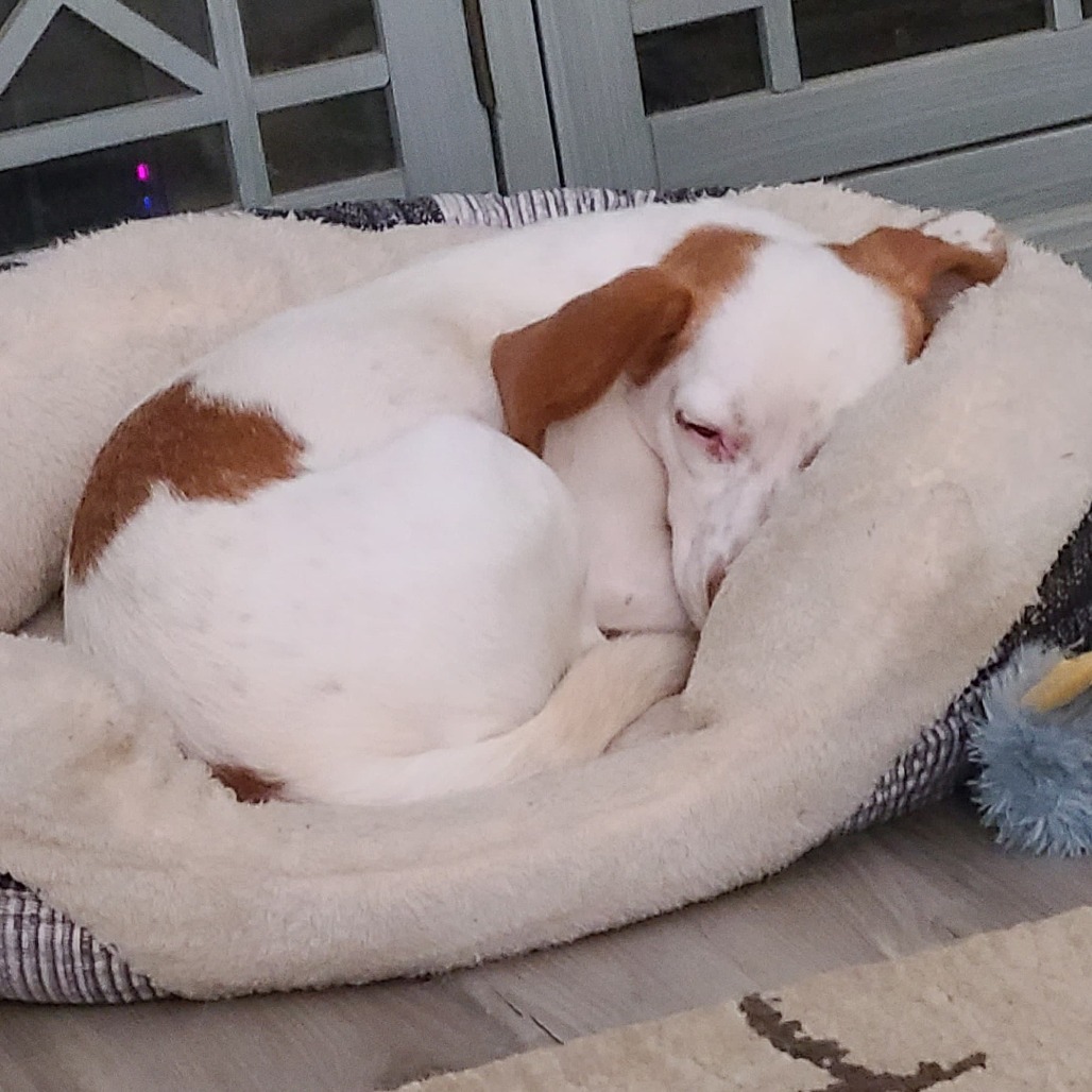 Rosie