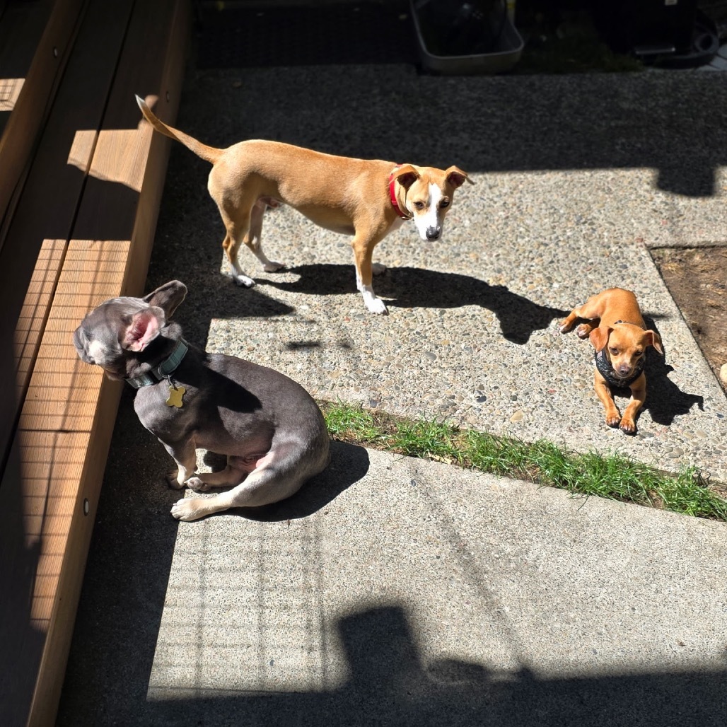 MISO now BELLA