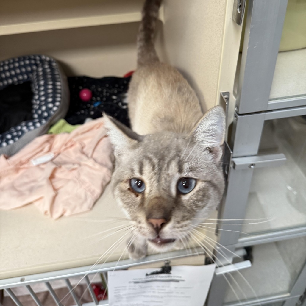 Loverboy, an adoptable Domestic Short Hair, Burmese in Durango, CO, 81301 | Photo Image 1