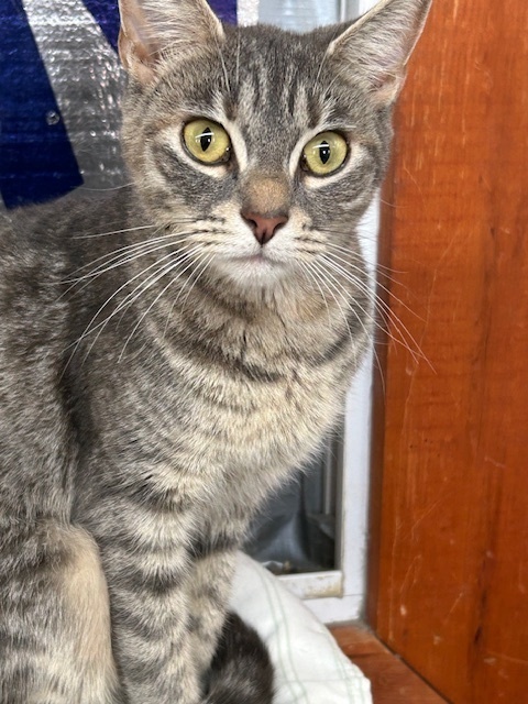 Misty Meadows thumbnail 2