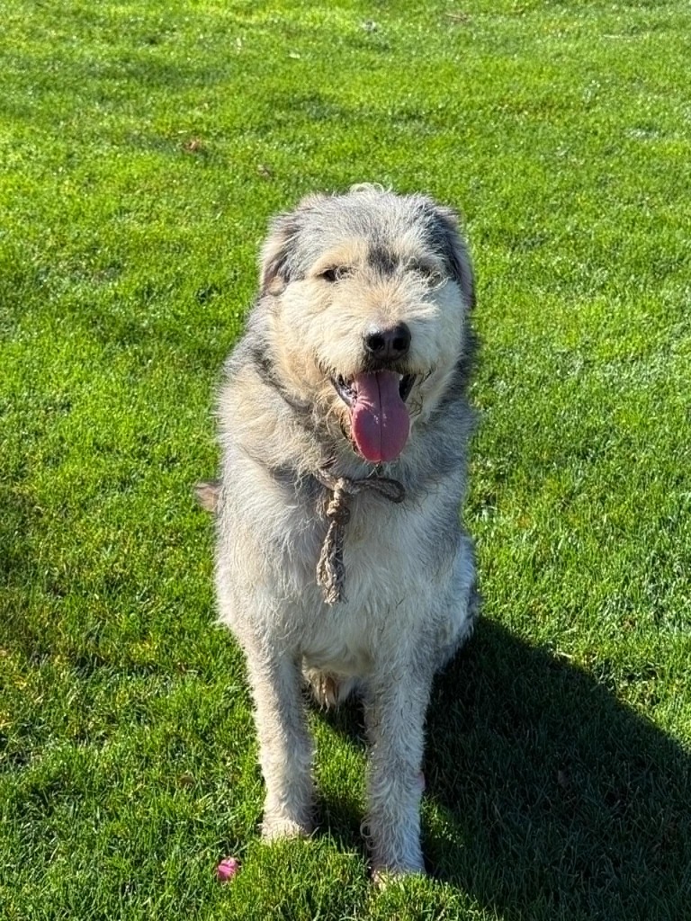 Fynn