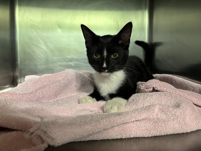 THE CUDDLENATOR 3000