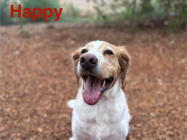 Happy
