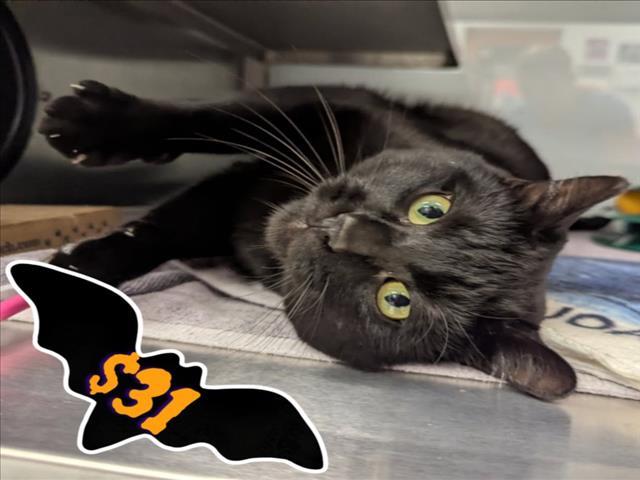 CASPER THE FRIENDLY GHOST*