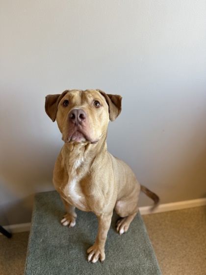 Moe Moe, an adoptable Pit Bull Terrier, Labrador Retriever in Harbor Springs, MI, 49740 | Photo Image 1