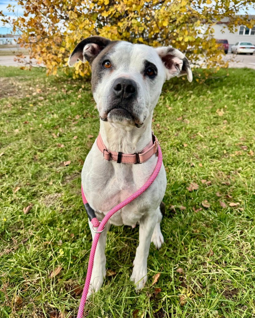 Camie, an adoptable Pit Bull Terrier in Gillette, WY, 82716 | Photo Image 1